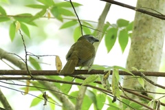 Saltator maximus