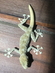 Ptyodactylus guttatus