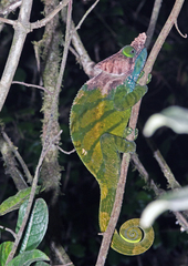 Calumma oshaughnessyi