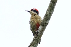 Melanerpes pucherani
