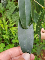 Chionanthus foveolatus
