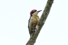 Melanerpes pucherani