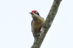 Melanerpes pucherani