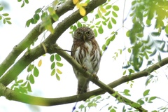 Glaucidium peruanum