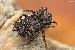 Araneus tatianae