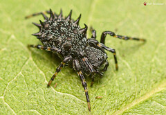 Araneus tatianae