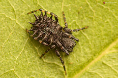 Araneus tatianae
