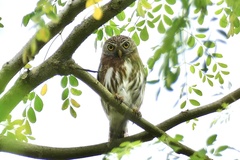 Glaucidium peruanum