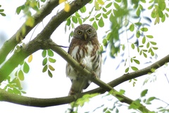 Glaucidium peruanum