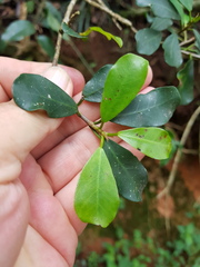 Ficus craterostoma