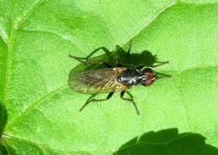 Cordilura pubera