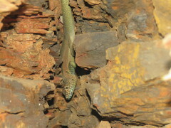 Tropidurus melanopleurus