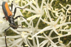 Stenoderus suturalis
