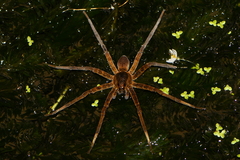 Dolomedes raptor