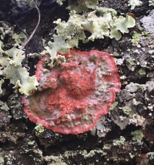 Herpothallon rubrocinctum