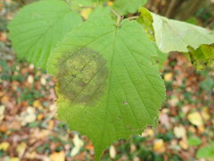 Phyllactinia guttata