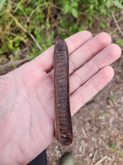 Leucaena pulverulenta