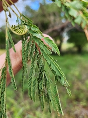 Leucaena pulverulenta