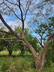 Leucaena pulverulenta