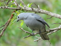 Coracina caesia caesia