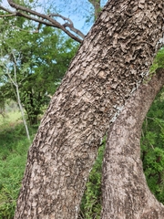 Leucaena pulverulenta