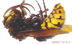 Vespa crabro
