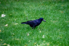 Corvus frugilegus