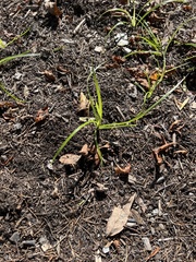 Carex muskingumensis