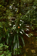 Clivia caulescens