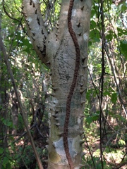 Cnidoscolus megacanthus