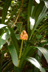 Clivia caulescens