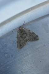 Epirrita dilutata