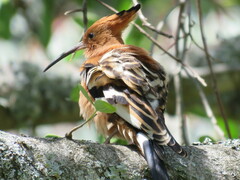 Upupa epops africana