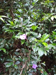 Brunfelsia australis