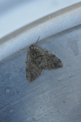 Epirrita dilutata