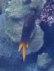 Neoglyphidodon nigroris