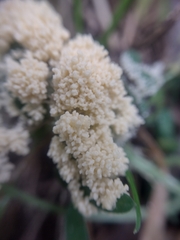 Didymium mucilago