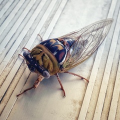 Megatibicen pronotalis