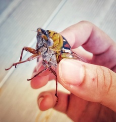 Megatibicen pronotalis