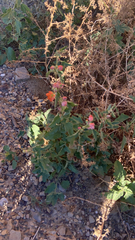 Sphaeralcea fendleri