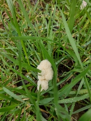 Didymium mucilago