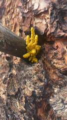 Arceuthobium campylopodum