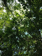 Cnidoscolus megacanthus