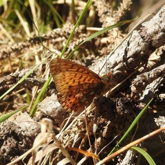 Boloria euphrosyne