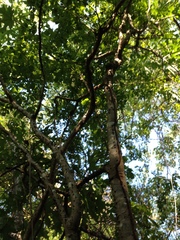 Cnidoscolus megacanthus