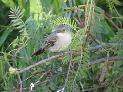 Serpophaga nigricans