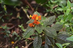 Chrysothemis pulchella