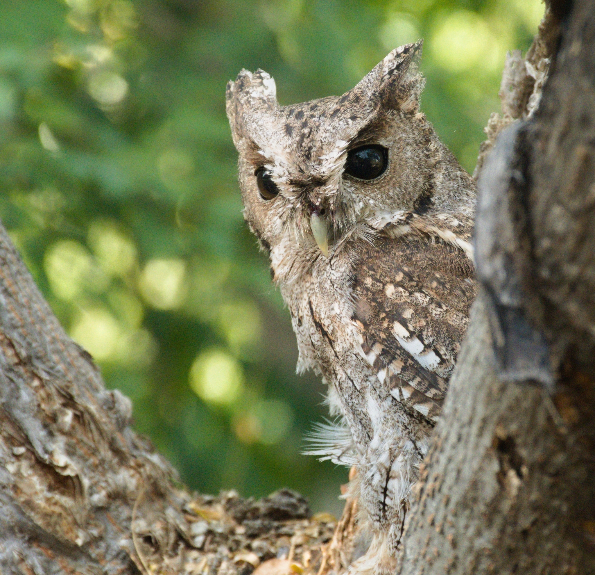 Balsas Screech Owl (Megascops seductus), photo 2
