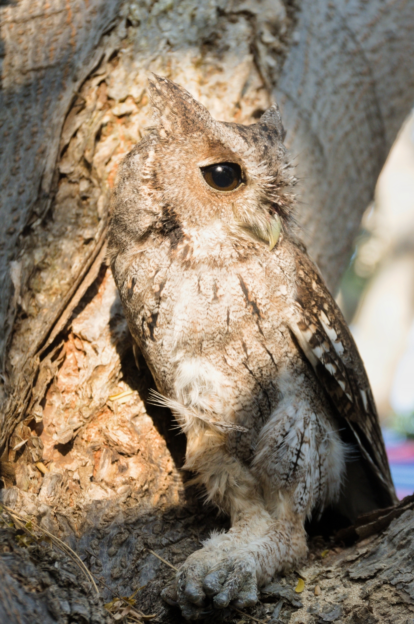 Balsas Screech Owl (Megascops seductus), photo 3