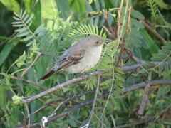 Serpophaga nigricans